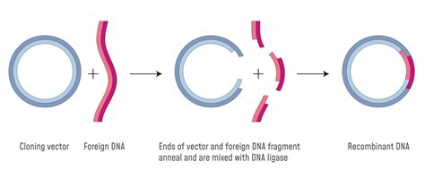 Designed Plasmid Vector