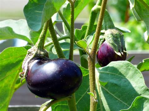 How do you get seeds from eggplant? | LaptrinhX / News