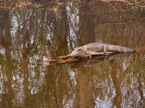 I Heart My Pen: Photography (and other animals): Haunted Swamp, Louisiana