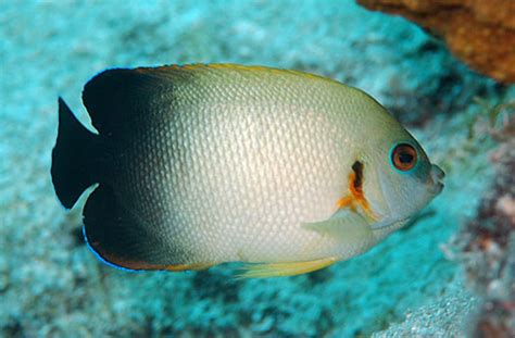 Pearlscale Angelfish Information and Picture | Sea Animals