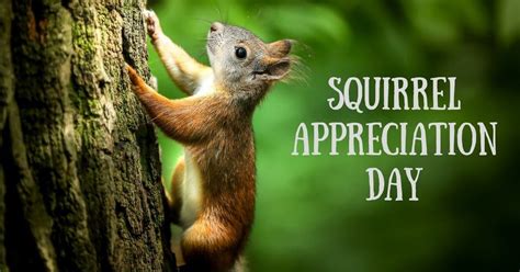 Squirrel Appreciation Day- January 21st - I Love Veterinary