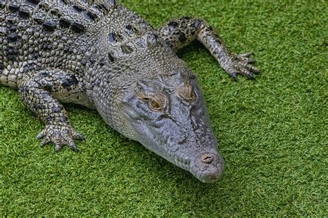 Crocodylus Porosus Crocodile - Free photo on Pixabay - Pixabay