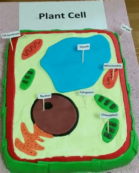 Plant cell cake | Plant cell, Animal cell project, Cells project