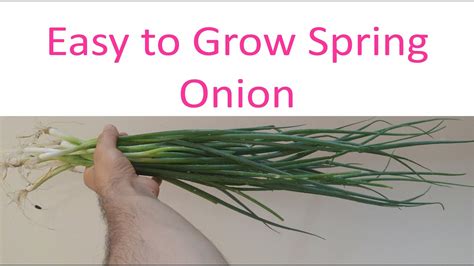 Harvesting Green Onions: Easy Guide - YouTube