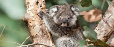 Protecting and enhancing Brisbane's koala habitat - TrendRadars