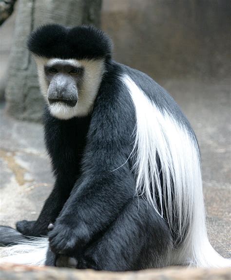 Mantled guereza (Colobus guereza), also known simply as the guereza ...