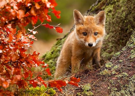 Adorable Fall Fox Cub - HD Wallpaper