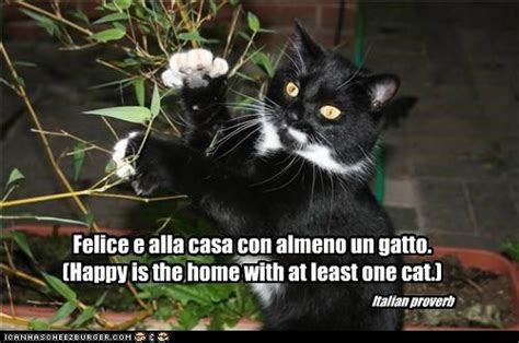 Untitled | Cats, Italian proverbs, Cat memes