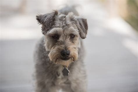 How To Groom A Schnoodle? Ultimate Schnoodle Grooming Guide