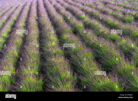 rows of lavendar Stock Photo - Alamy