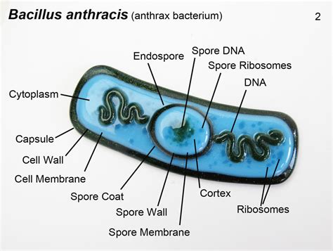 Bacillus Anthracis Structure