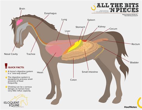 Horse Anatomy Diagram Organs