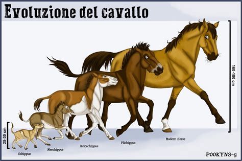 L’evoluzione del cavallo | Anno Scolastico 2017/2018