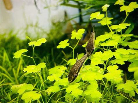 Otocinclus Catfish Guide: Size, Care, Food & Tank Mates