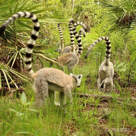 Ring-tailed lemurs in forest habitat – Lemur Conservation Network