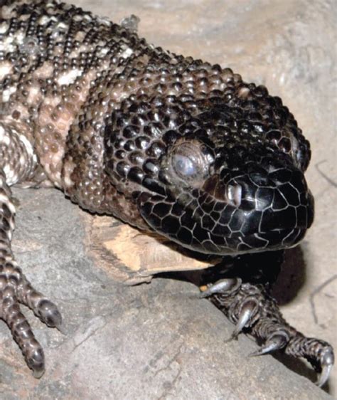 Saint Louis Zoo | Mexican Beaded Lizard