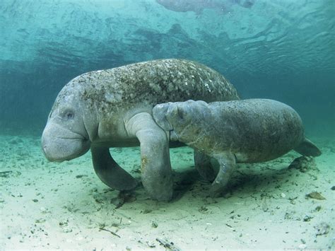 Baby Manatee and Momma Manatee | Manatee, Animals beautiful, Sea cow