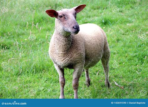 Ewes, a Young Ewe in His Field in Summer Stock Photo - Image of farmer ...