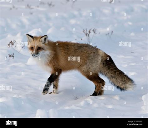 White Fox Tail High Resolution Stock Photography and Images - Alamy