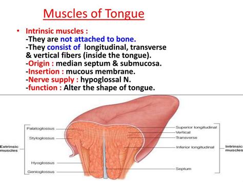 [DIAGRAM] Diagram Of Tongue Muscles - MYDIAGRAM.ONLINE