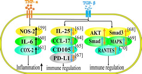 TNF Alpha Pathway