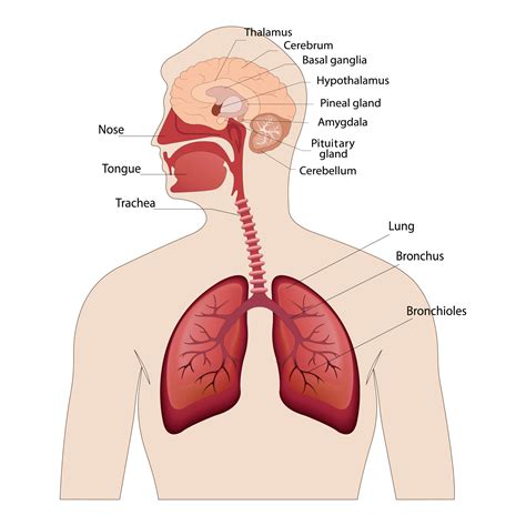 image of the anatomy of the lungs and brain the location of the ...