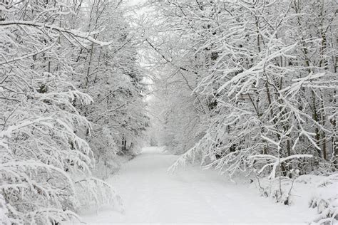 Snow Falling On Trees