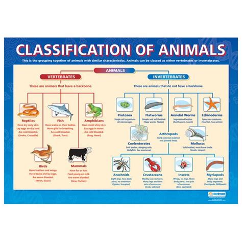 More In Depth Classification of Animals | 교육