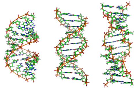 The DNA Tautomer: B-DNA, A-DNA, and Z-DNA | ChemTalk