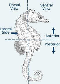 Seahorse Anatomy - Diagram & Images Of Body Composition