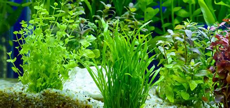 5 Easy Aquarium Plants for the Beginners - Bunnycart Blog