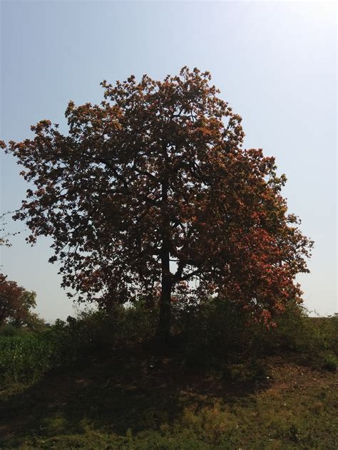 The Mahua flower's cultural significance belies its potential ...