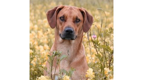 15 Most Popular Rhodesian Ridgeback Mixes (With Pictures!)