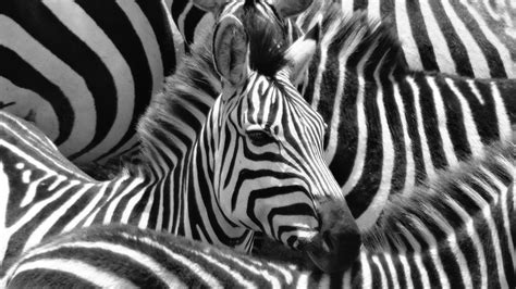 The truth behind why zebras have stripes - BBC Future