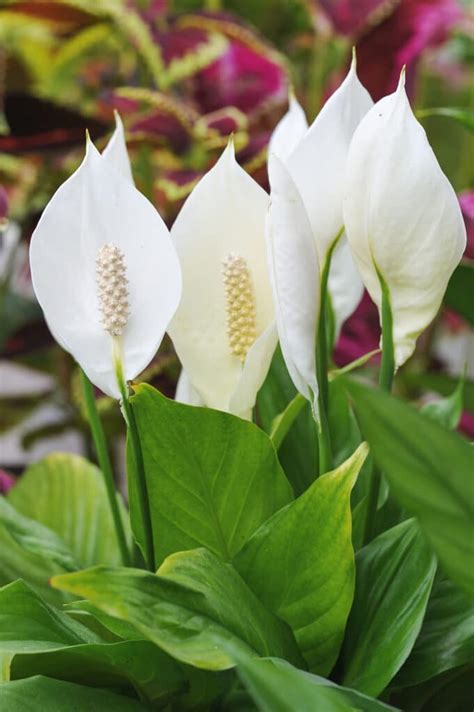 Peace Lily Care: How to Care for this Blooming Houseplant