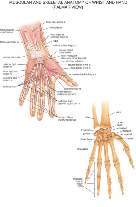 HB Anatomy Hands