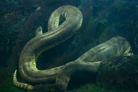 Anaconda Diet | What Do Anacondas Eat?