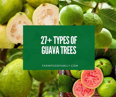 27 Types of Guava Trees: History, Varieties (Identification Guide)