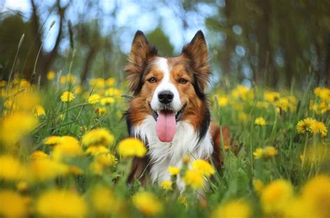 Tri Color Border Collies And More: The Colors Of The Collie