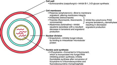 Antifungal Agents | Basicmedical Key