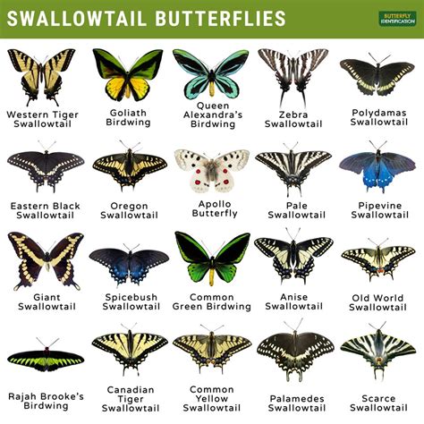 Swallowtail (Papilionidae): Identification, Life Cycle, Facts & Pictures