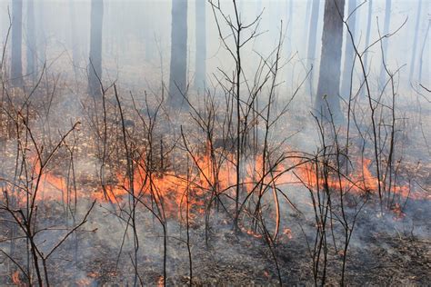 68-year study shows long-term effects of burning forests at frequent ...