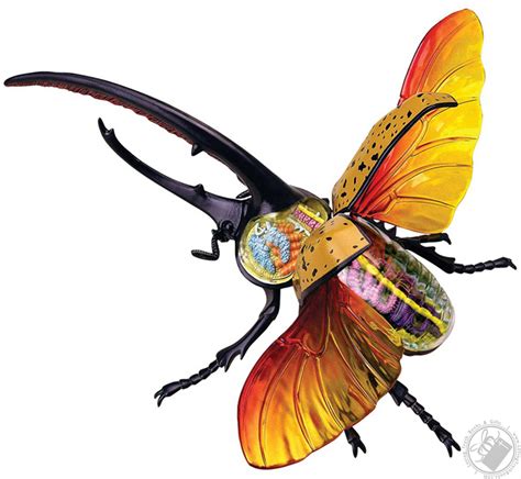 4D Vision Hercules Beetle Anatomy Model (22 Pieces for Ages 8 and Up ...