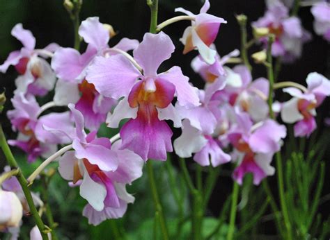 MrUpUpUp's Blog: National Orchid Garden Singapore