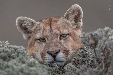 Wildlife Photographer of the Year 2019 - Natural History Museum