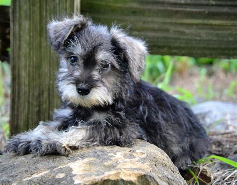 Miniature Schnauzer