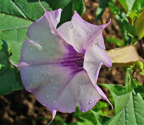 Buy Datura Seeds from Ramen Lads INC, USA | Tradewheel.com