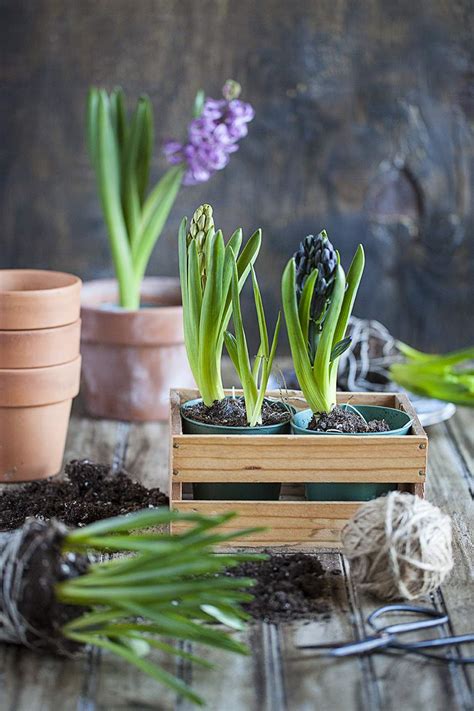 Planting Hyacinths