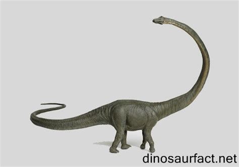 Barosaurus dinosaur