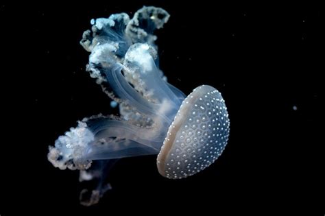 Premium Photo | White spotted jellyfish underwater